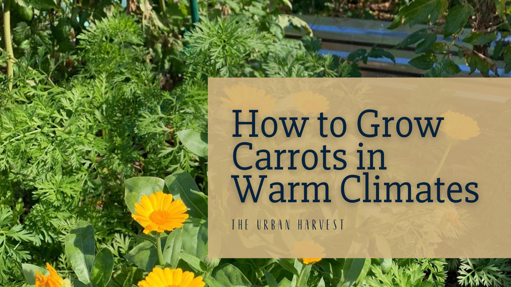 How to Grow Carrots in Warm Climates