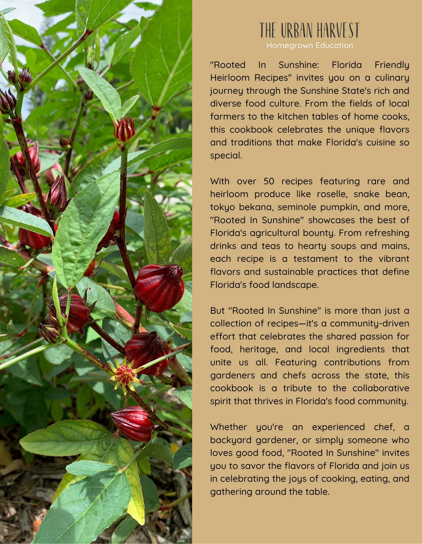 Rooted In Sunshine Cookbook - Physical Copy