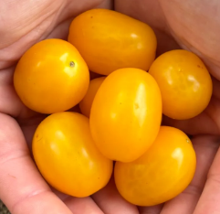 ESA (Early Ssubakus Aliana) Tomato