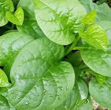 Malabar Spinach