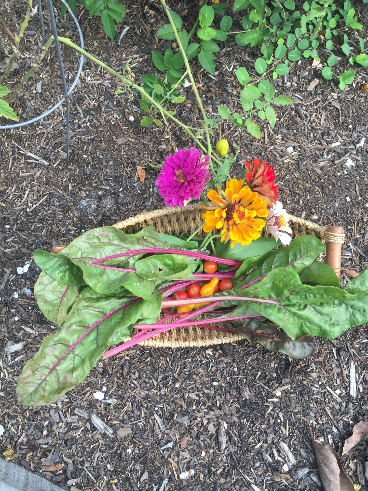 State Fair Zinnia