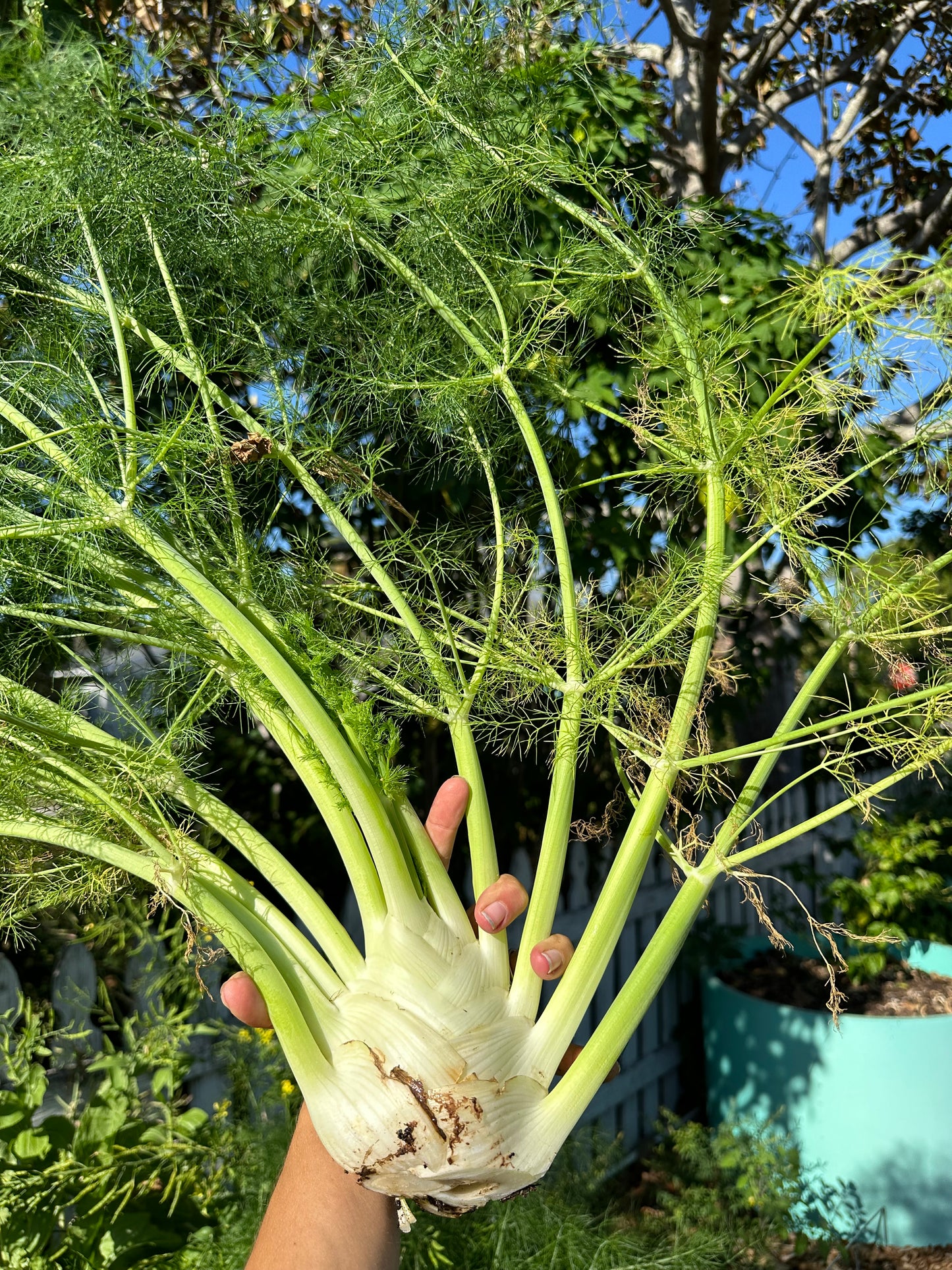 Florence Fennel
