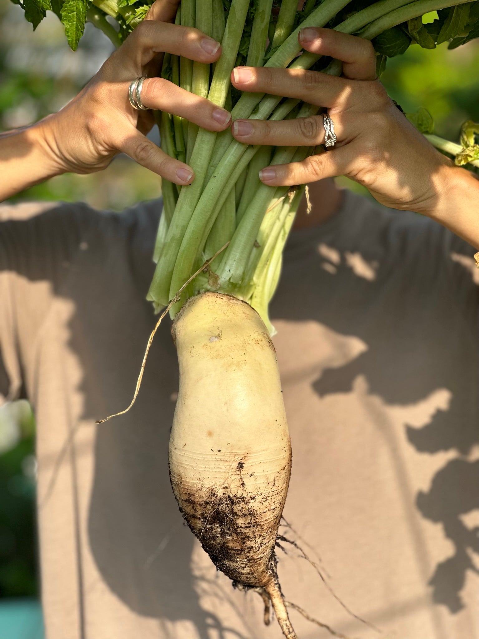 Daikon Radish – The Urban Harvest