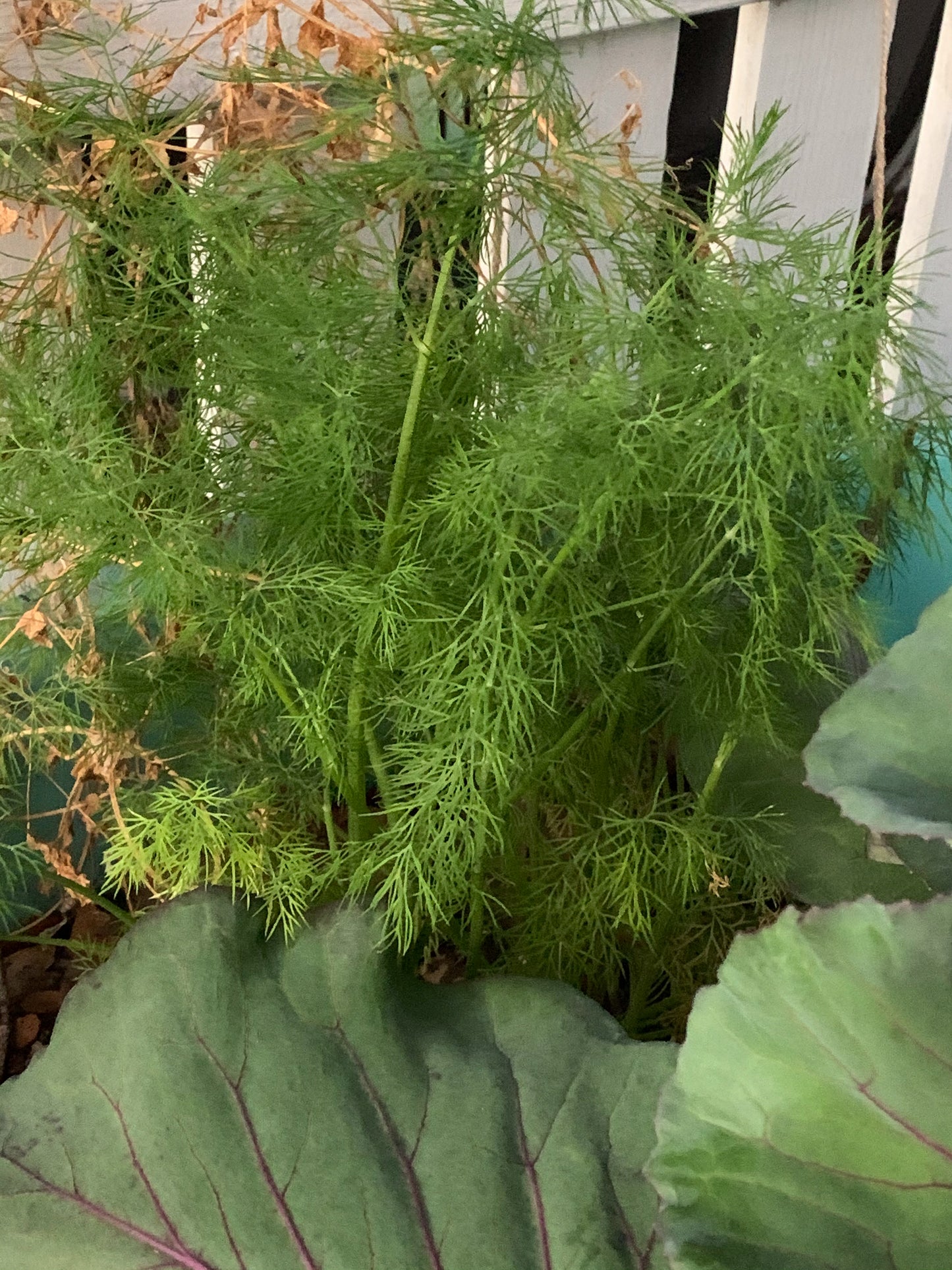 Dill