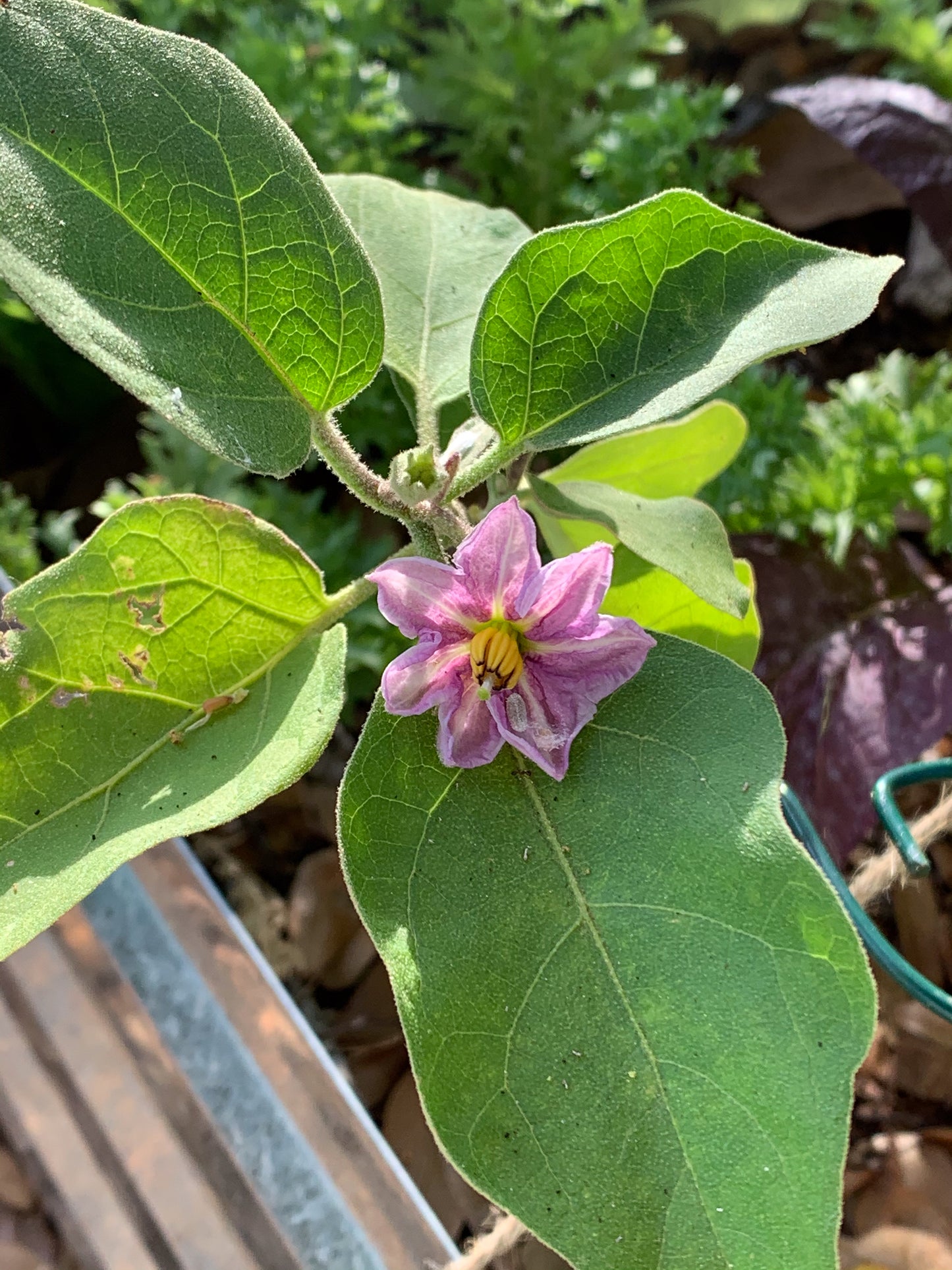 Listada Eggplant