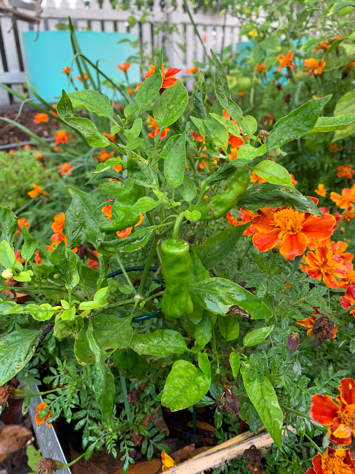 Frances's Choice Marigold