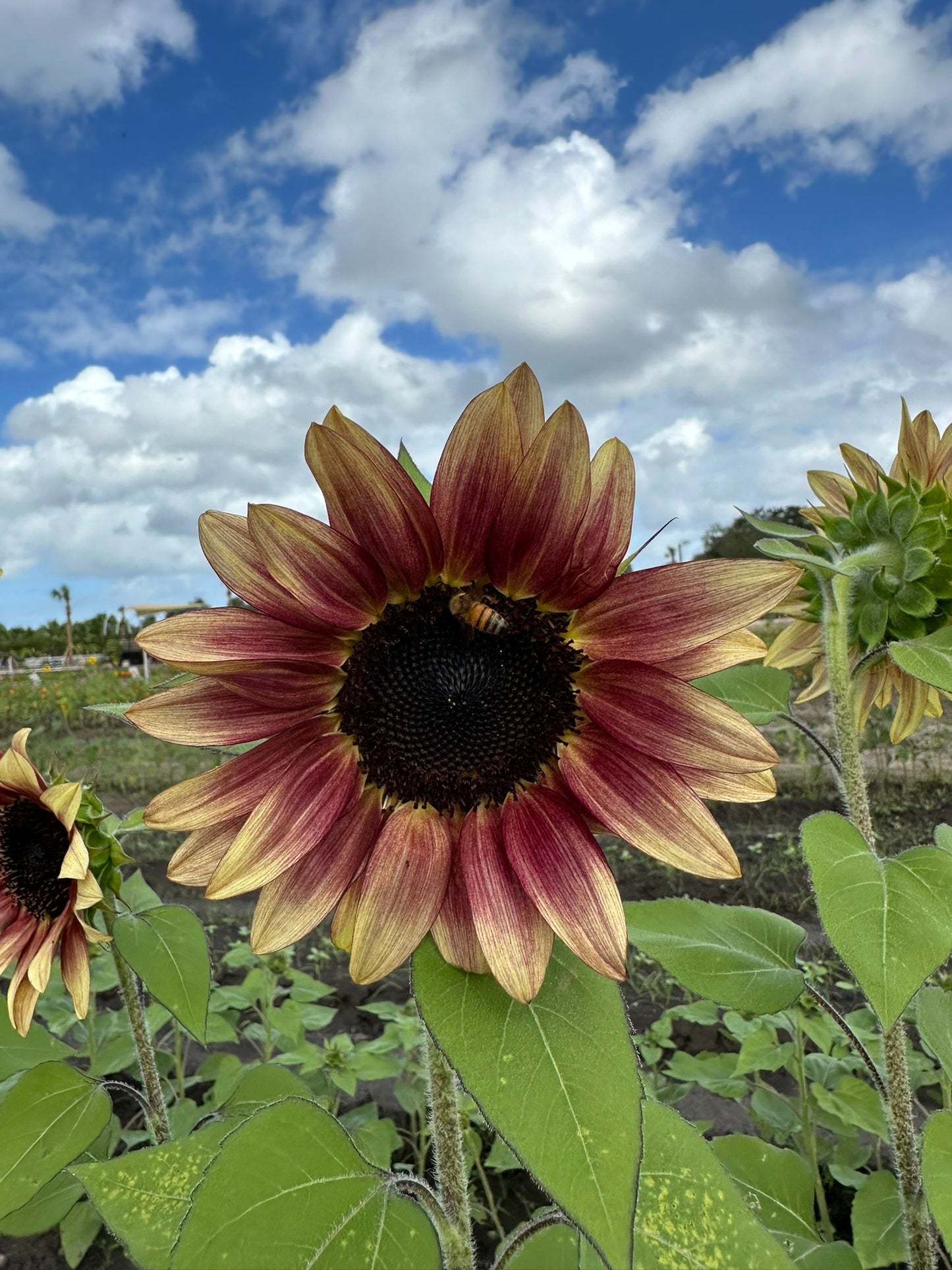 Evening Sun Sunflower