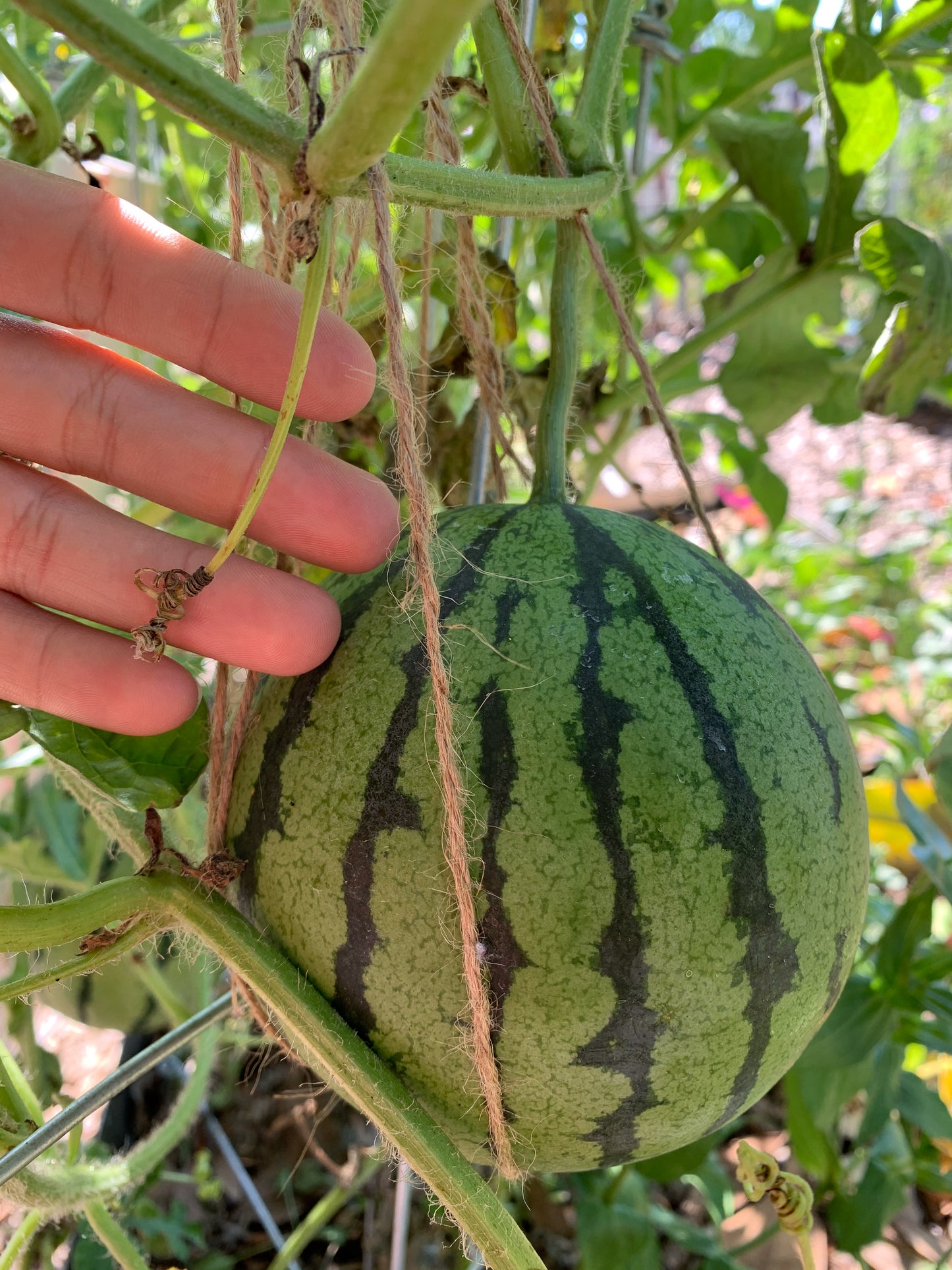 Early Moonbeam Watermelon