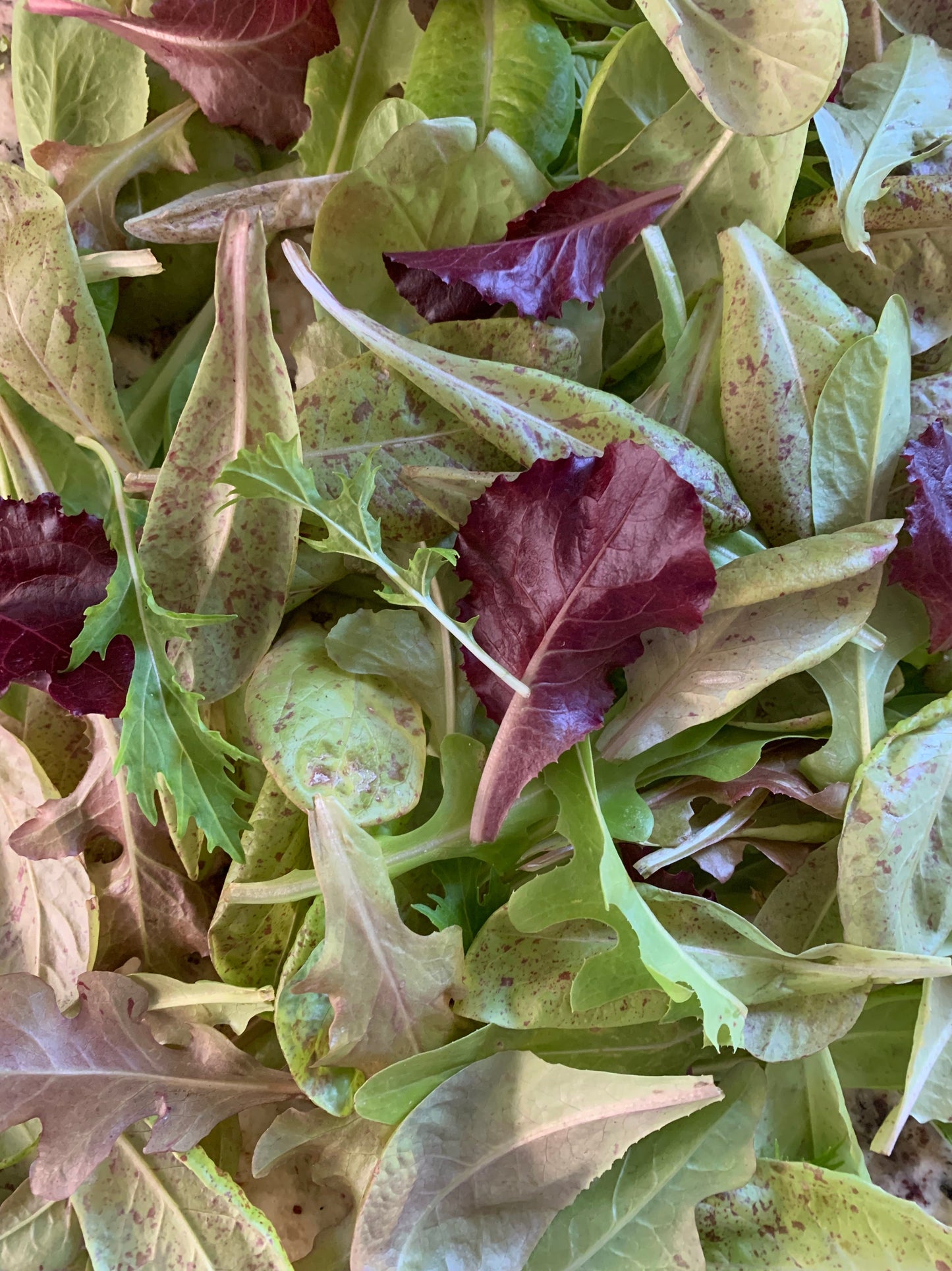 Florida Lettuce Blend