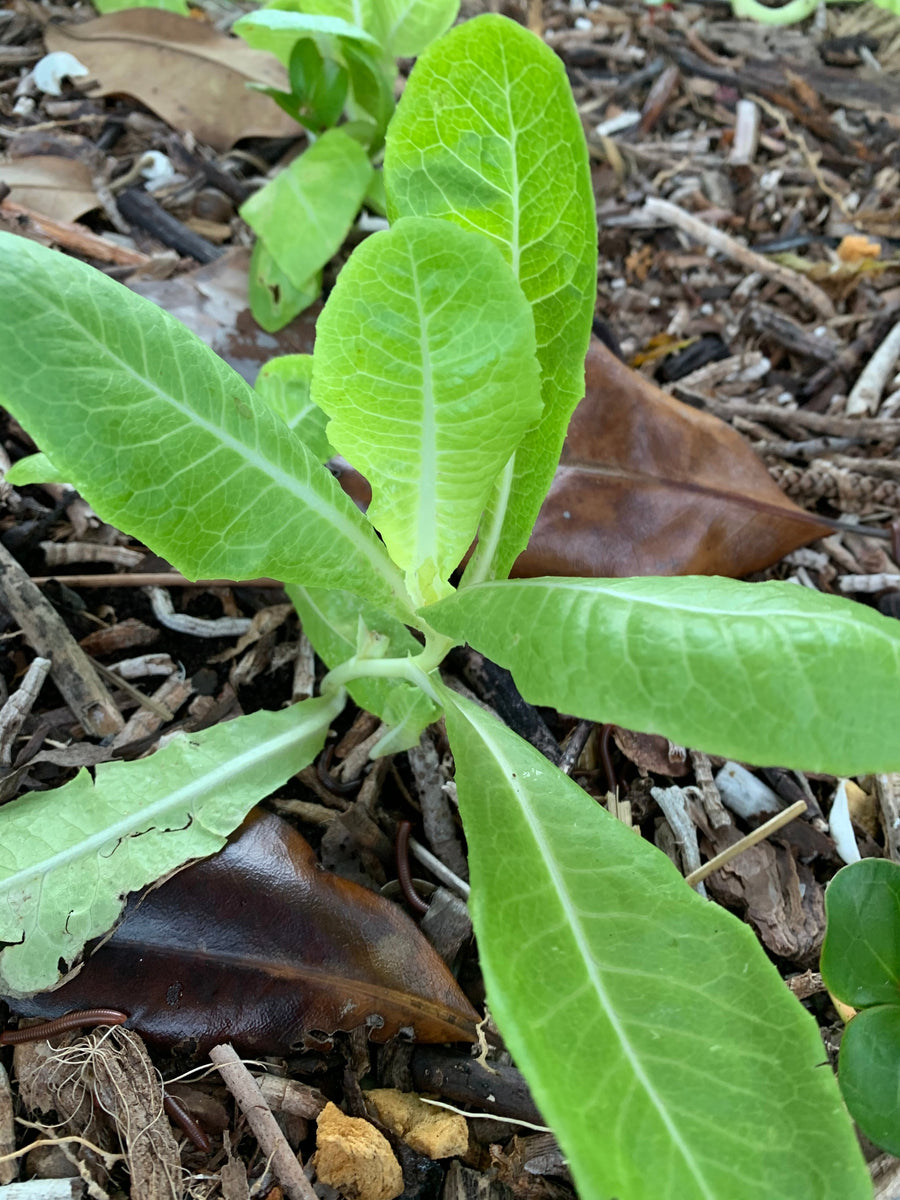 Jericho Lettuce Live Plant TheUrbanHarvest