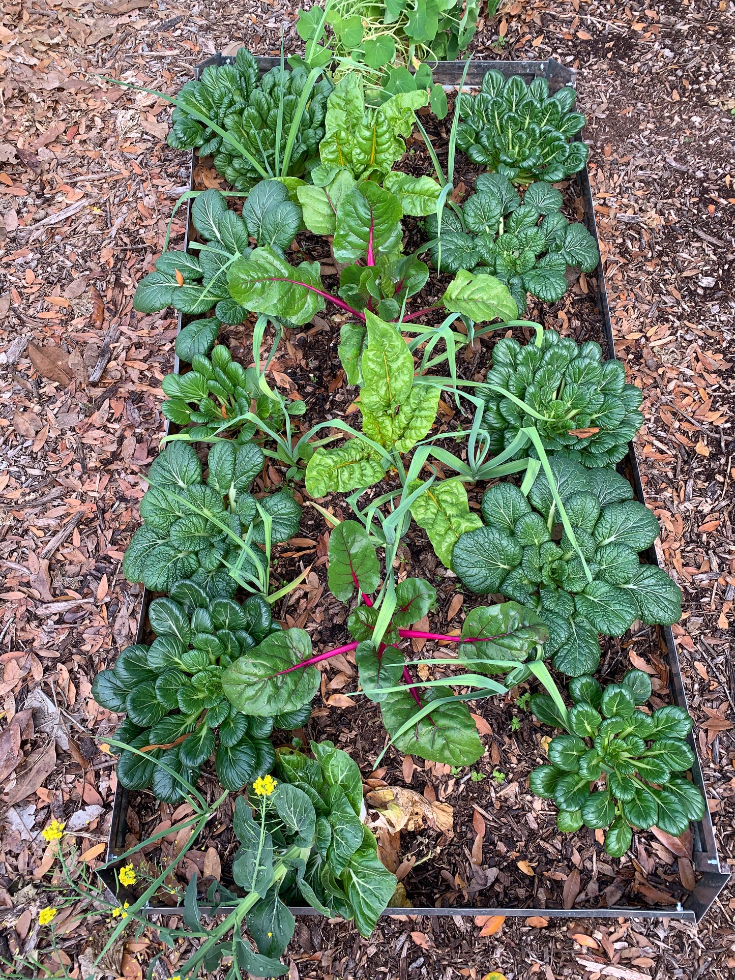 Rainbow Swiss Chard
