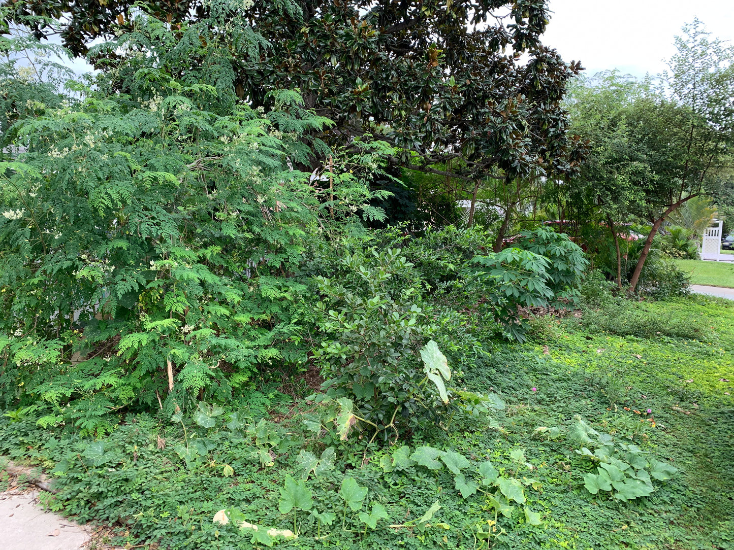 Moringa