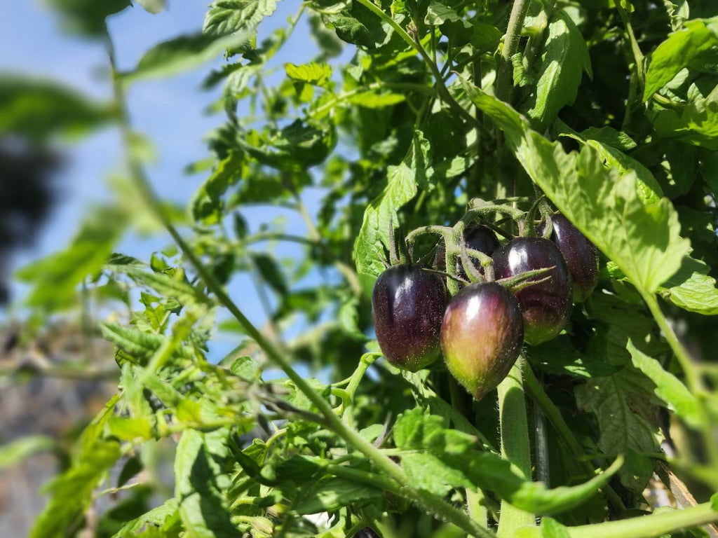 Brad's Atomic Grape Tomato Live Plant TheUrbanHarvest