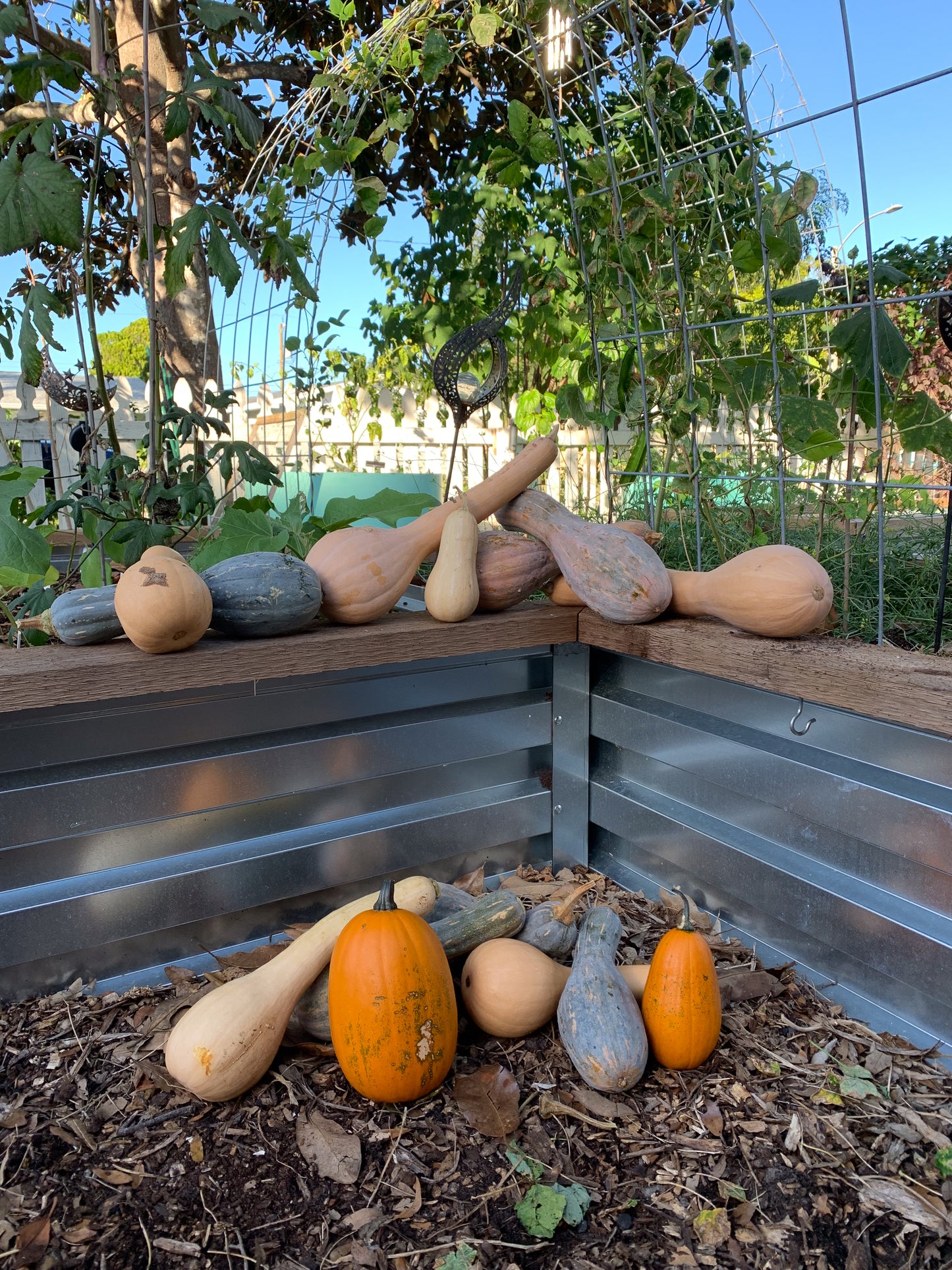 Tahitian Melon Squash