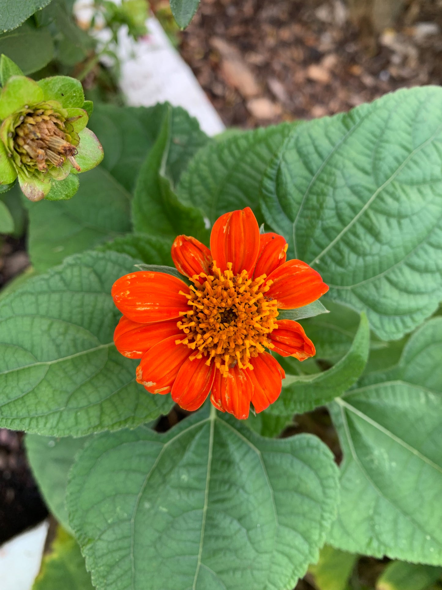 Red Torch Tithonia