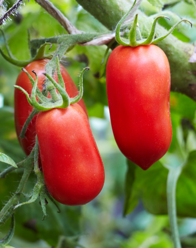 Kara Market Paste Tomato