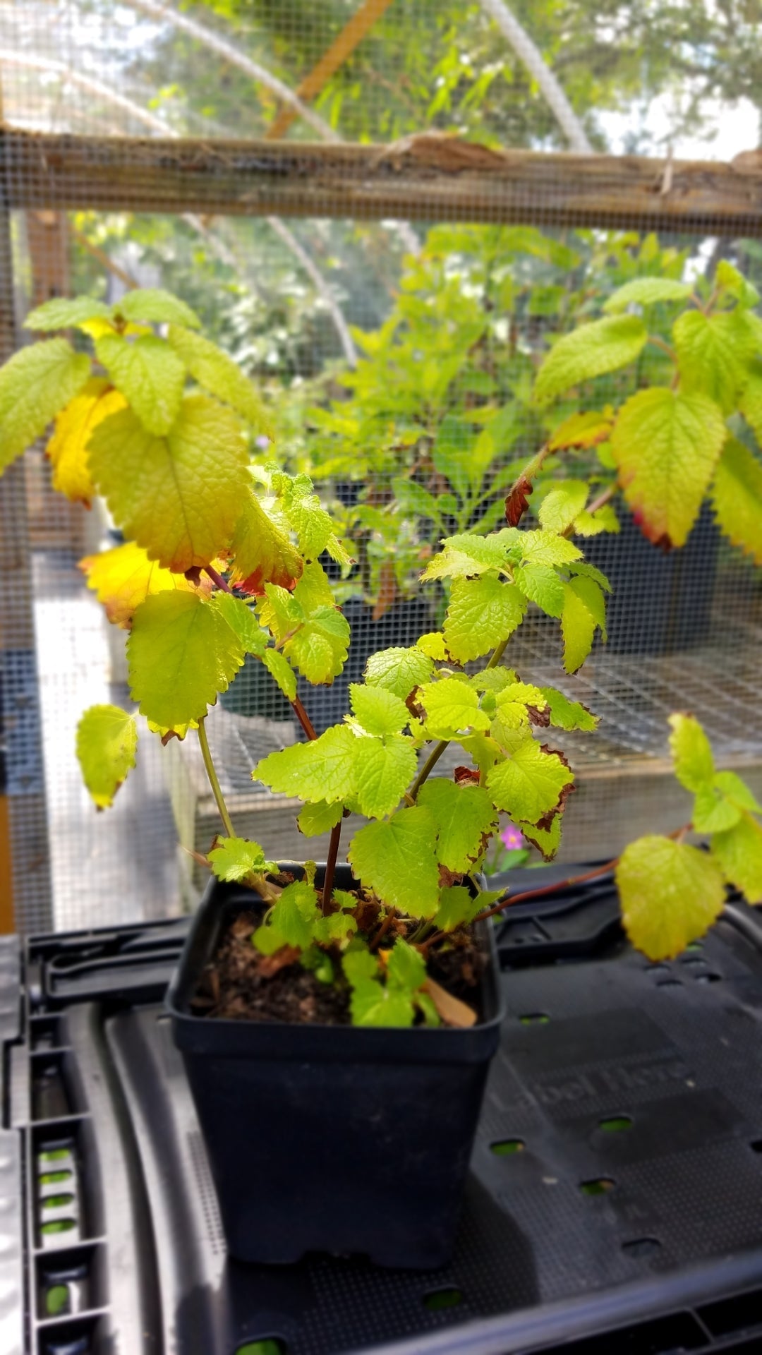 Lemon Balm – The Urban Harvest