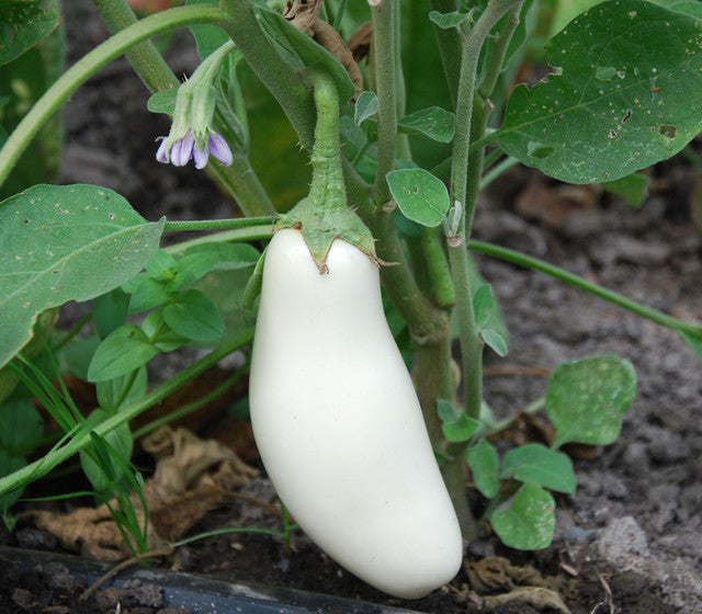 Casper White Eggplant