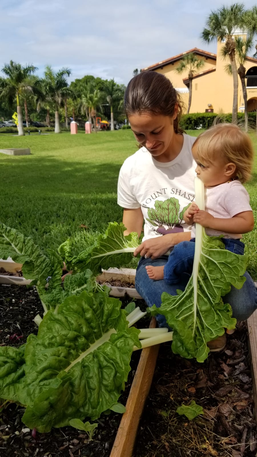 Fordhook Swiss Chard