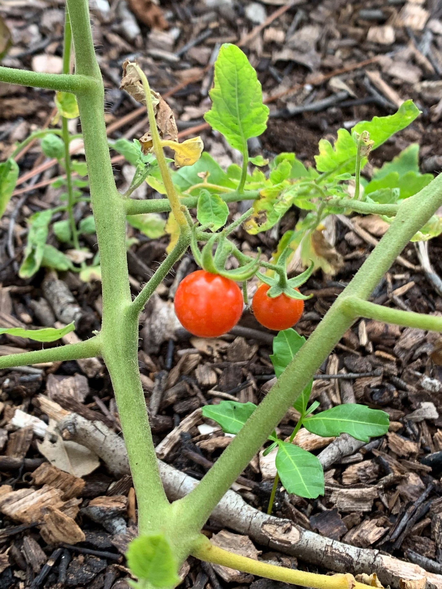 Grow What Belongs Here: A Guide to Florida's Native Edible Plants