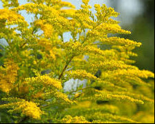 Gray Goldenrod