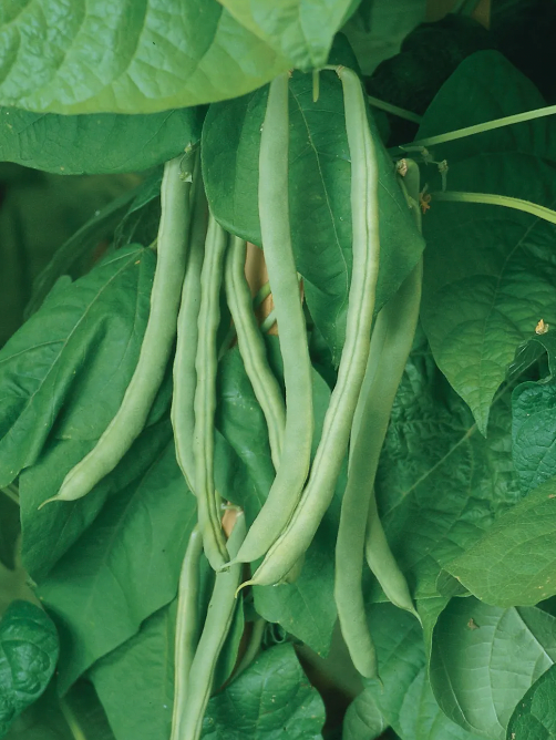 Kentucky Wonder Snap Bean