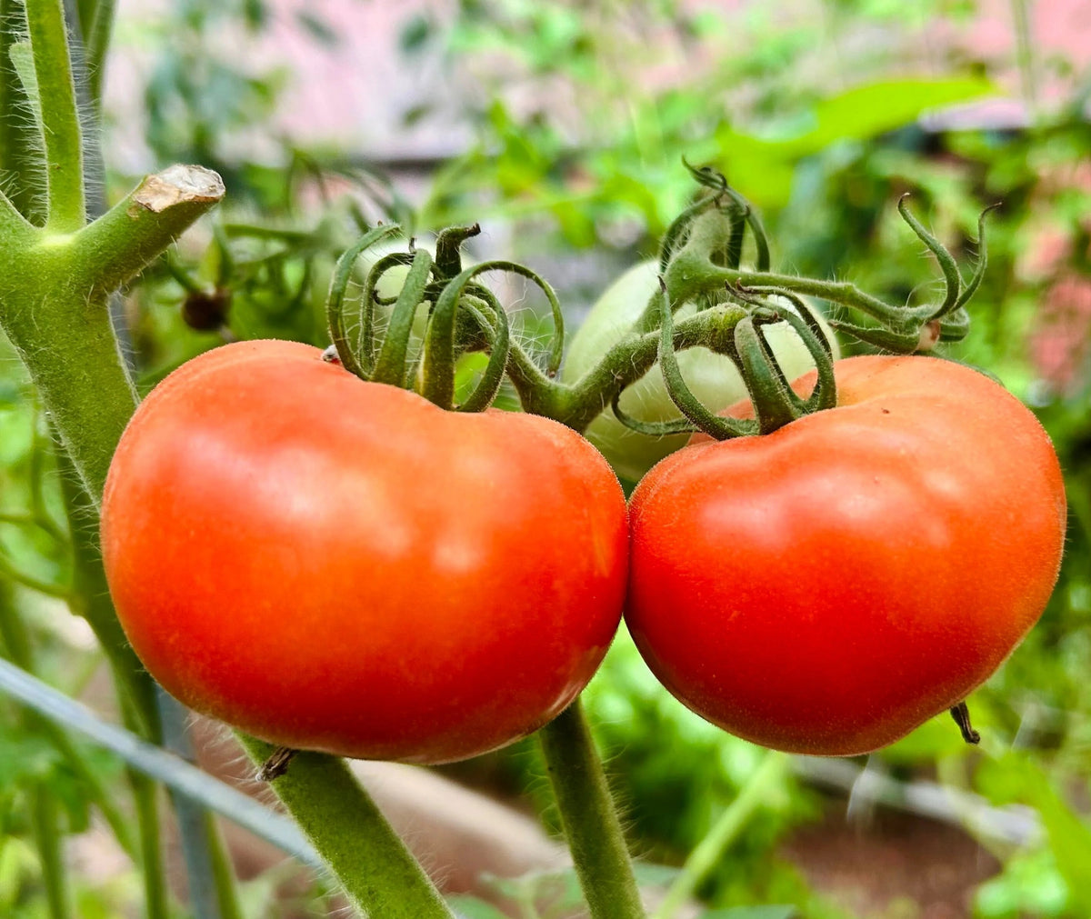 Kewalo Tomato