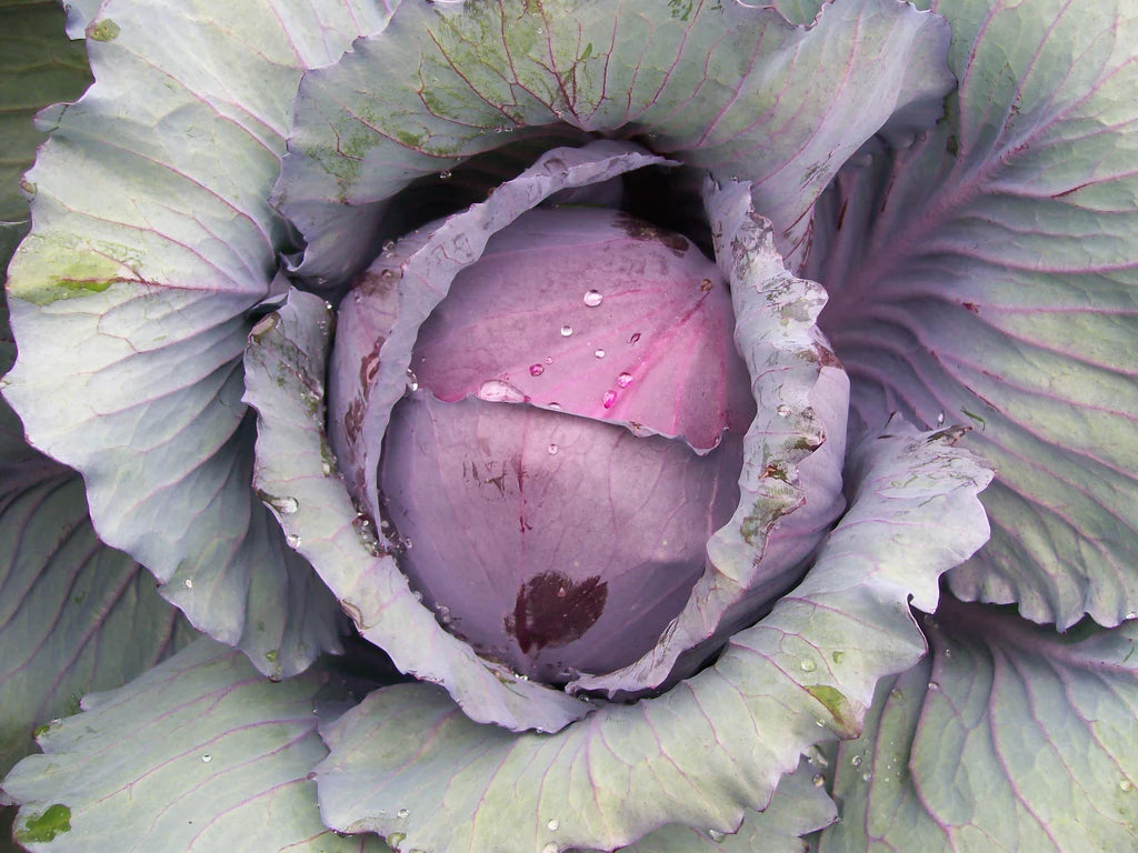 Red Acre Cabbage