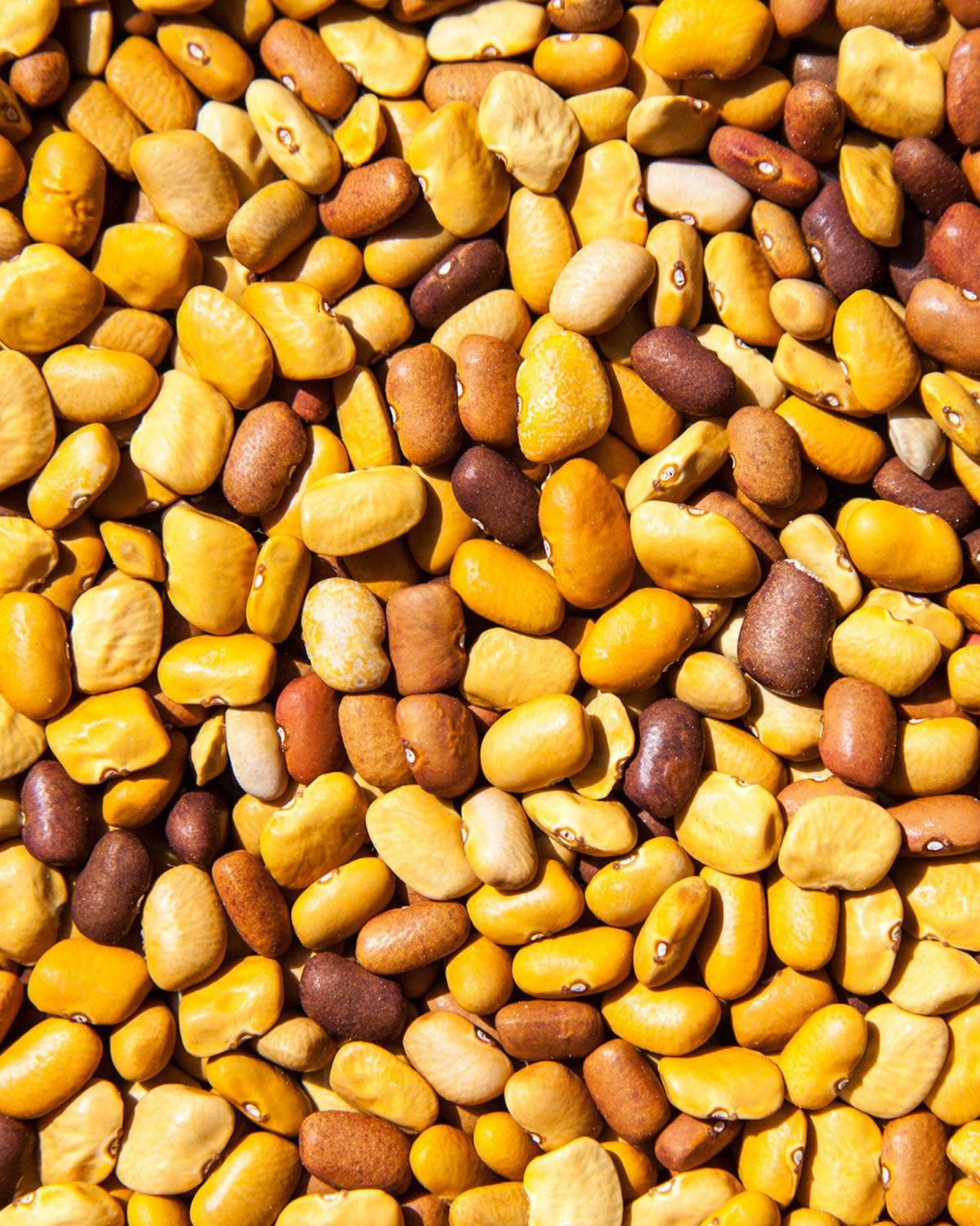 Tepary Bean