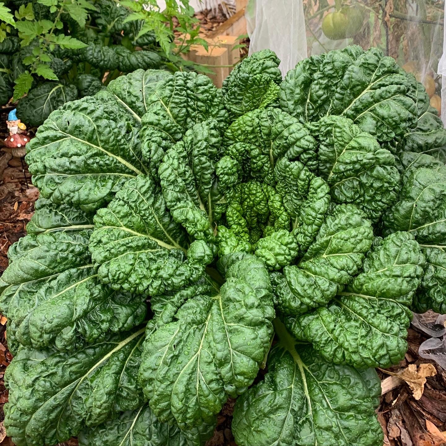 Chijimisai – The Urban Harvest