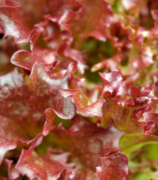 Red Salad Bowl Lettuce