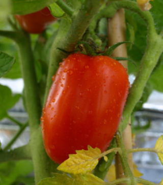 San Marzano Tomato