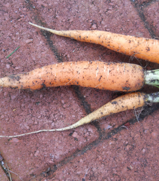 Scarlet Nantes Carrot