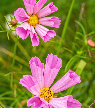 Sea Shells Mix Cosmos