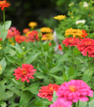 State Fair Zinnia