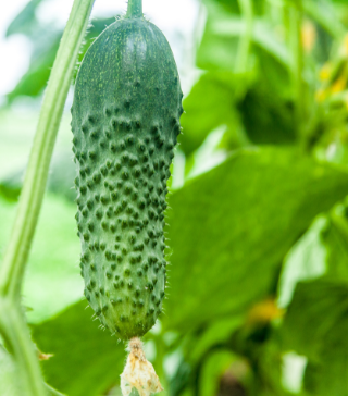 cucumber straight eight plant Straight 8 Cucumber – The Urban Harvest