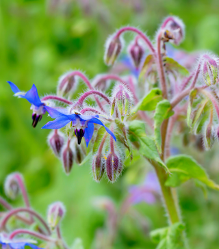 Borage – The Urban Harvest
