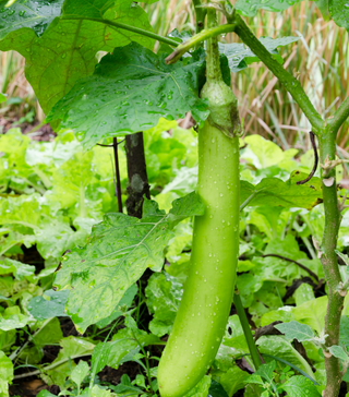 Graines D'Aubergine Louisiana Long Green BIO - Sans OGM