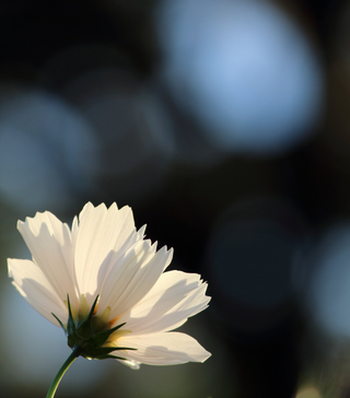 Early Sensation Mixed Cosmos