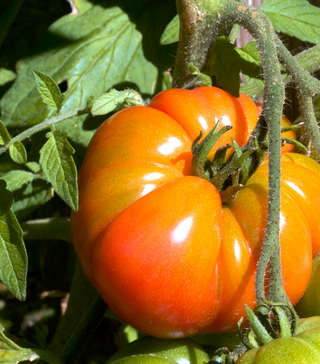 Mountaineer Delight Tomato