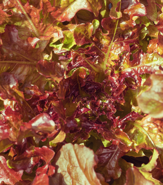Red Sails Lettuce