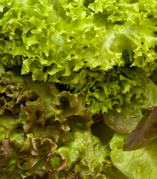 Drunken Woman Lettuce