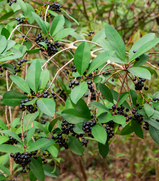 Marlberry - Live Plant – Theurbanharvest