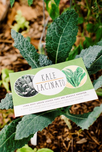 Large Garden & Raised Bed Seed Club