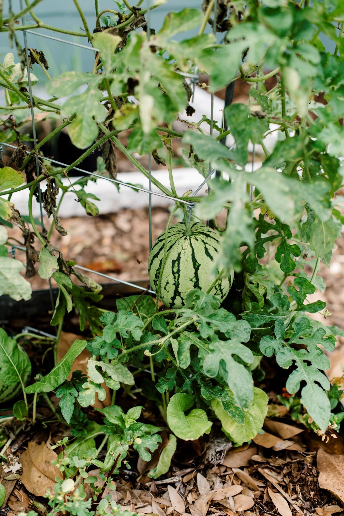 Sugar Baby Watermelon