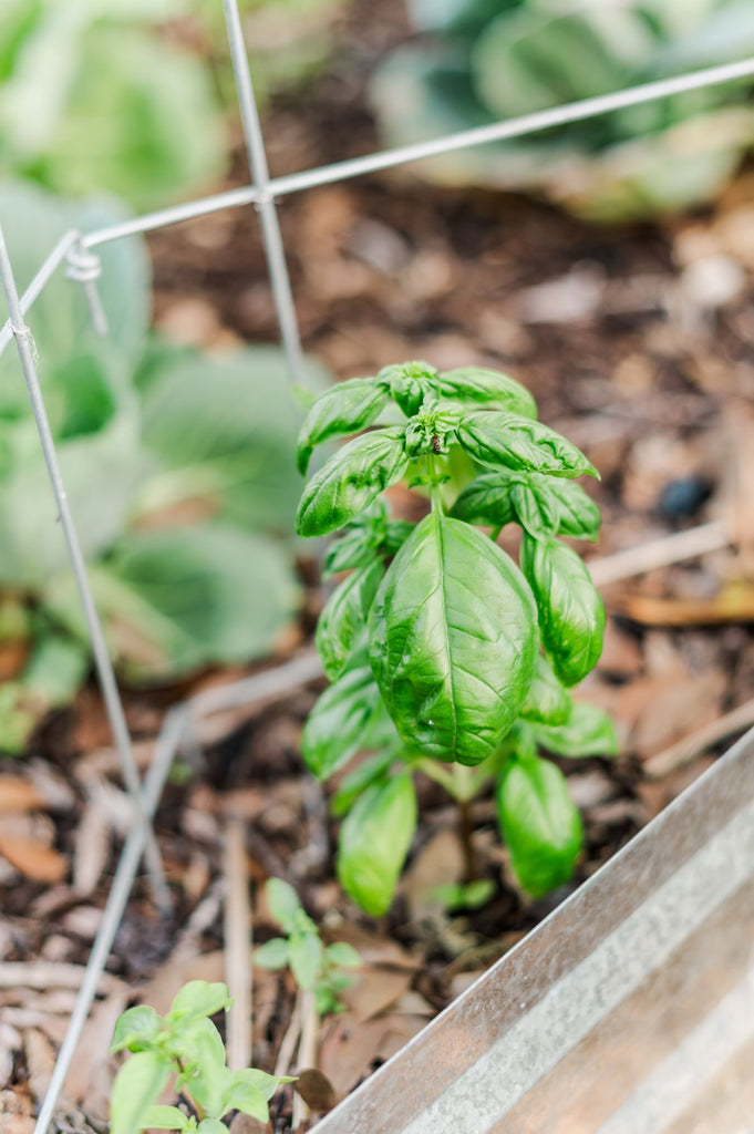 Italian Basil