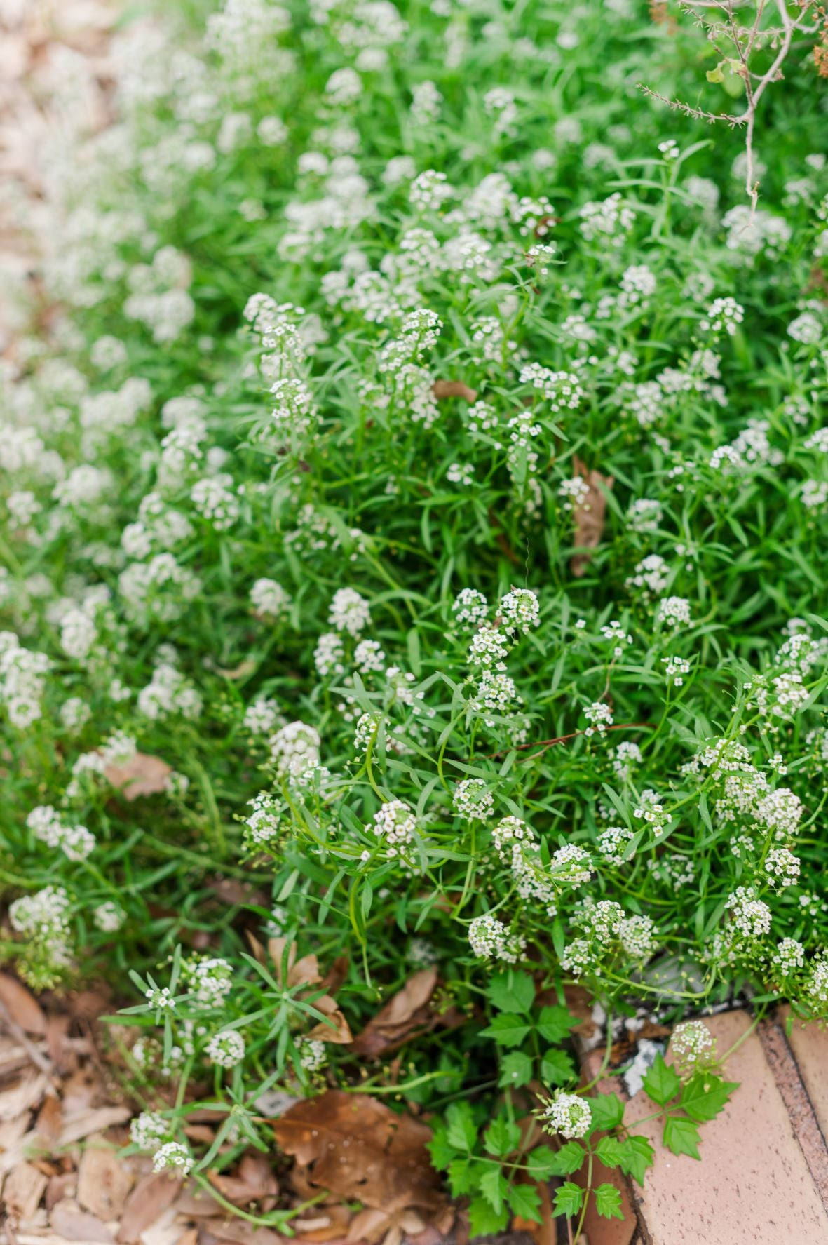 alyssum plant Sweet Alyssum