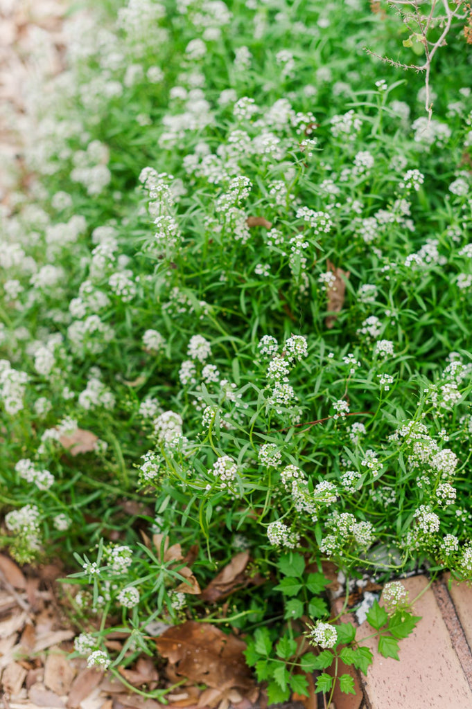 Sweet Alyssum