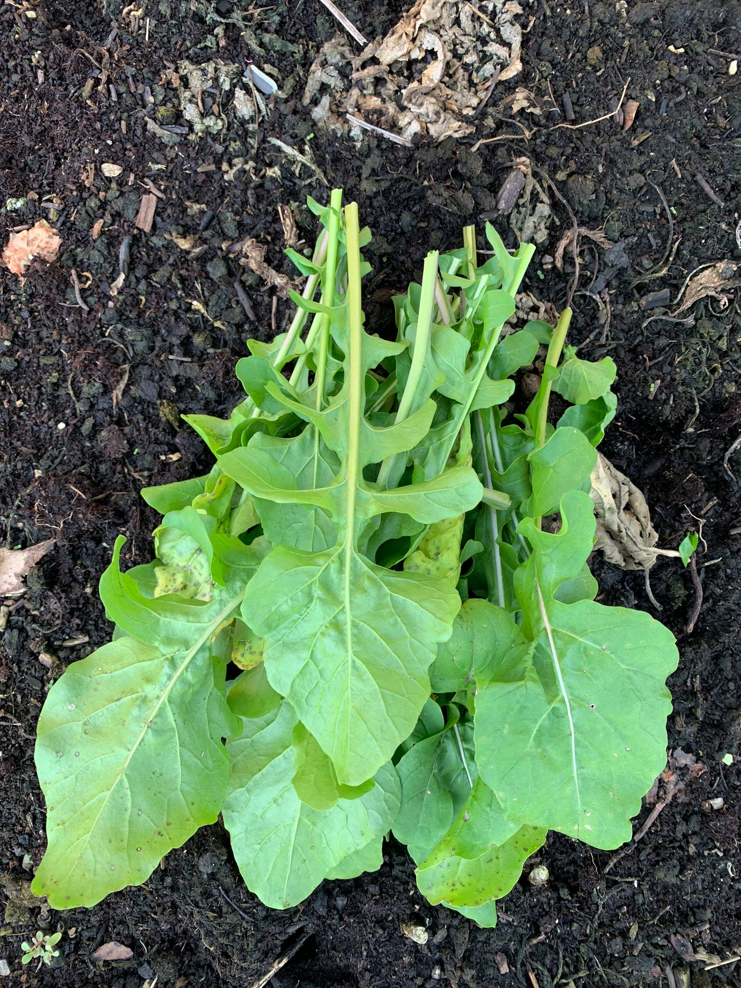 Arugula