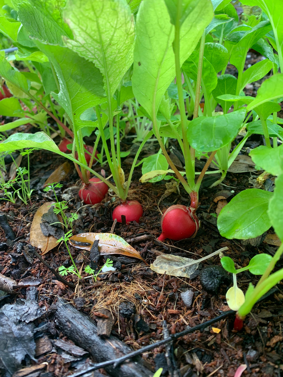 Early Scarlet Globe Radish TheUrbanHarvest